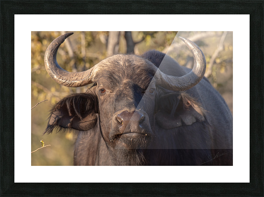 1150 - Buffalo Picture Frame print