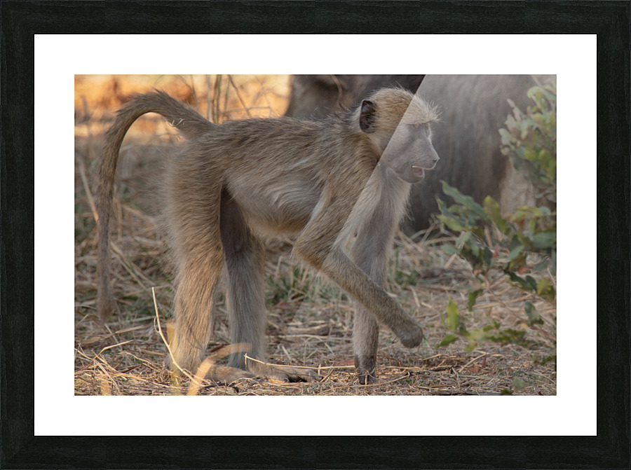 1154 - Baboon Picture Frame print
