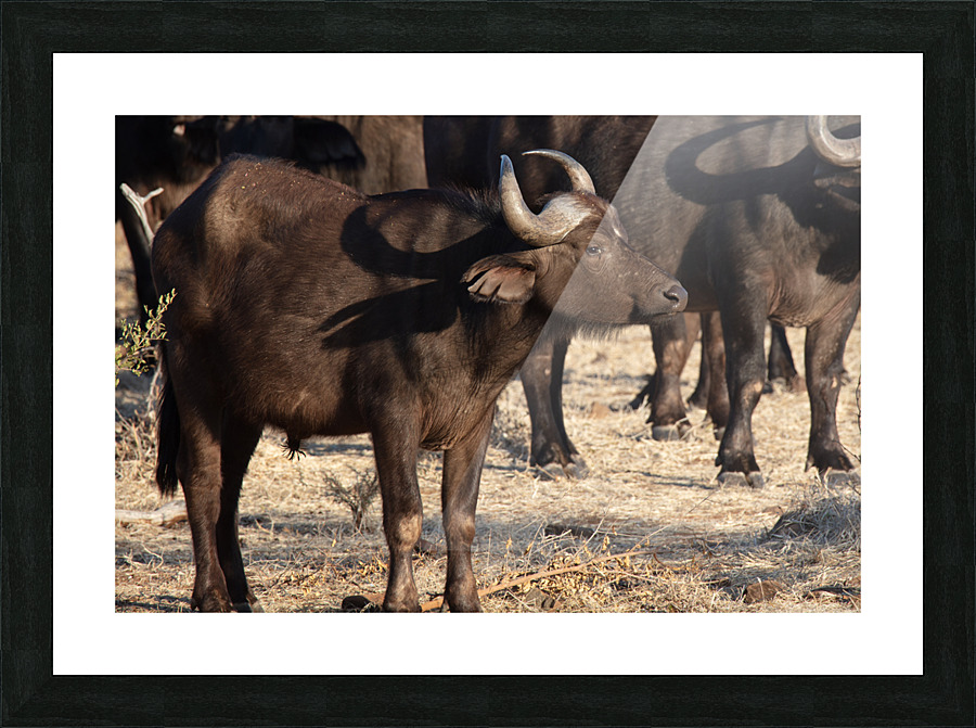 1164 - Buffalo  Picture Frame print