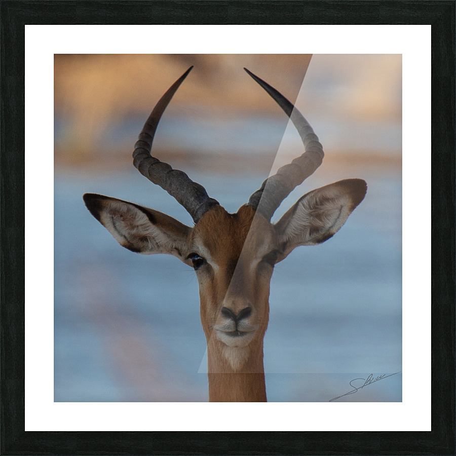 1153 - Impala Picture Frame print