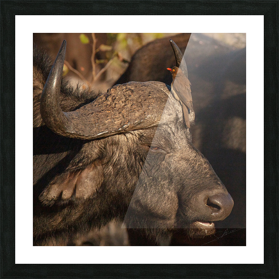 1149 - Buffalo Picture Frame print
