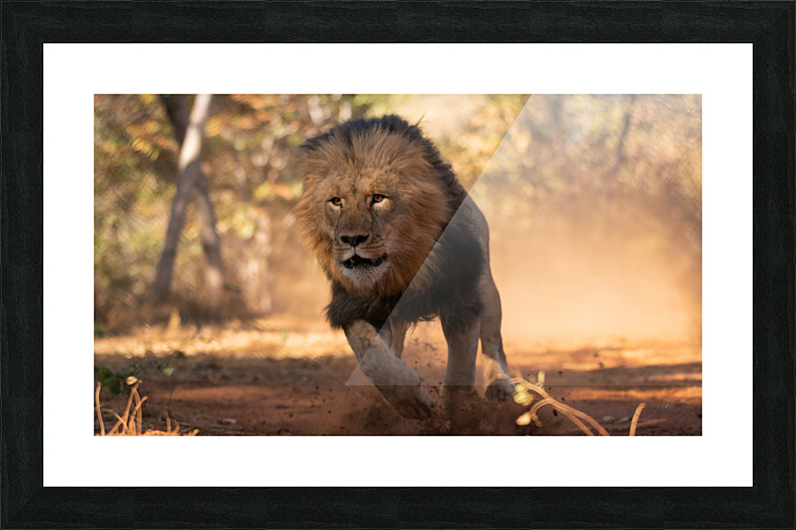 1158 - Running lion Picture Frame print
