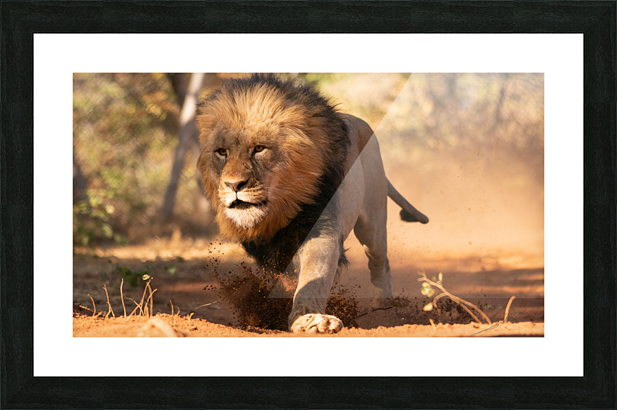 1160 - Running lion  Picture Frame print