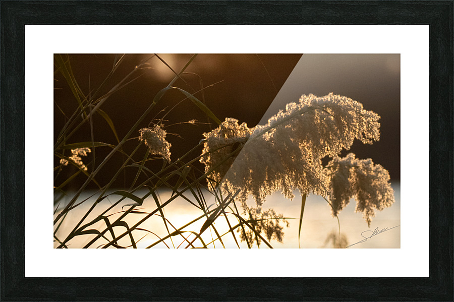 1188 - Sunset  Picture Frame print