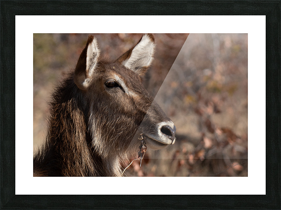 1175 - Waterbuck Picture Frame print