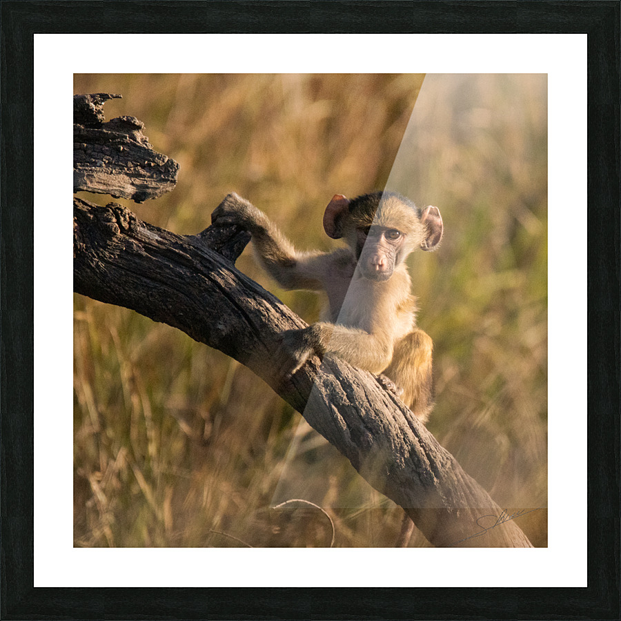 1187 - Young baboon Picture Frame print
