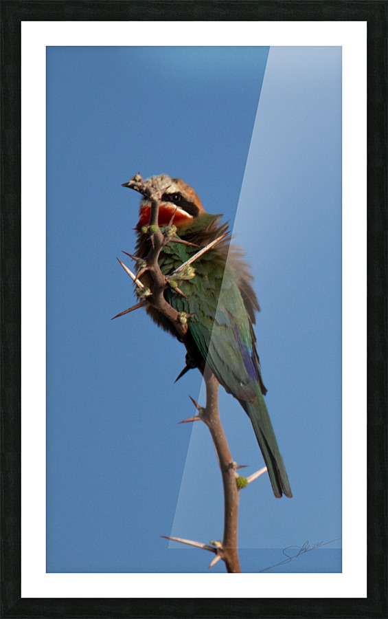 1186 - Bee-eater  Picture Frame print