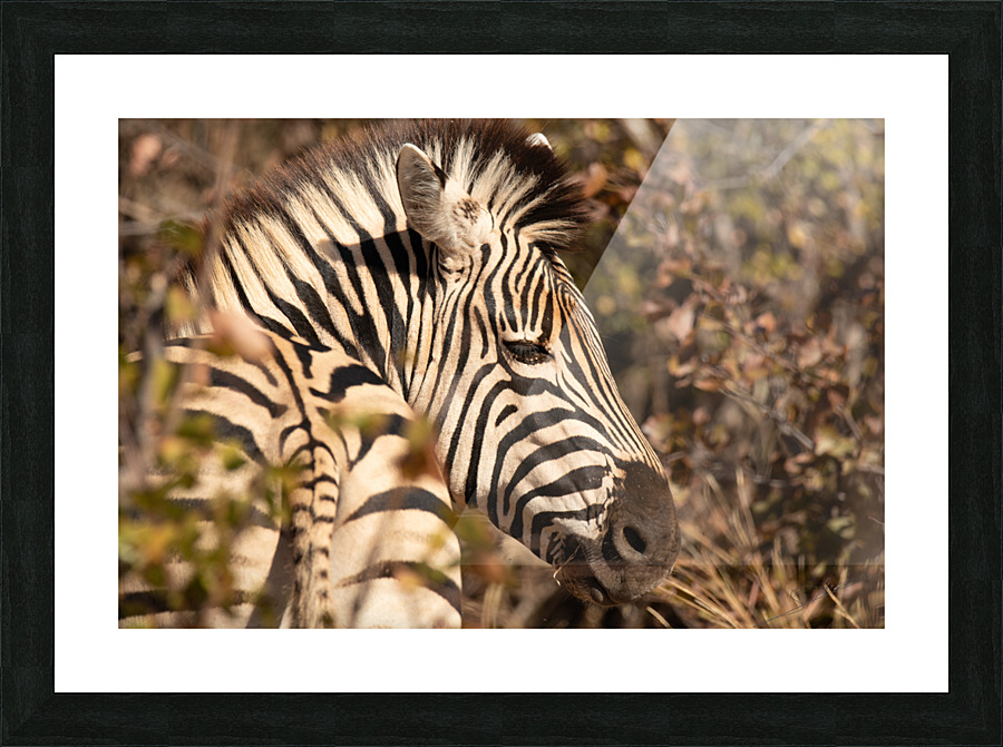 1174 - Zebra  Picture Frame print