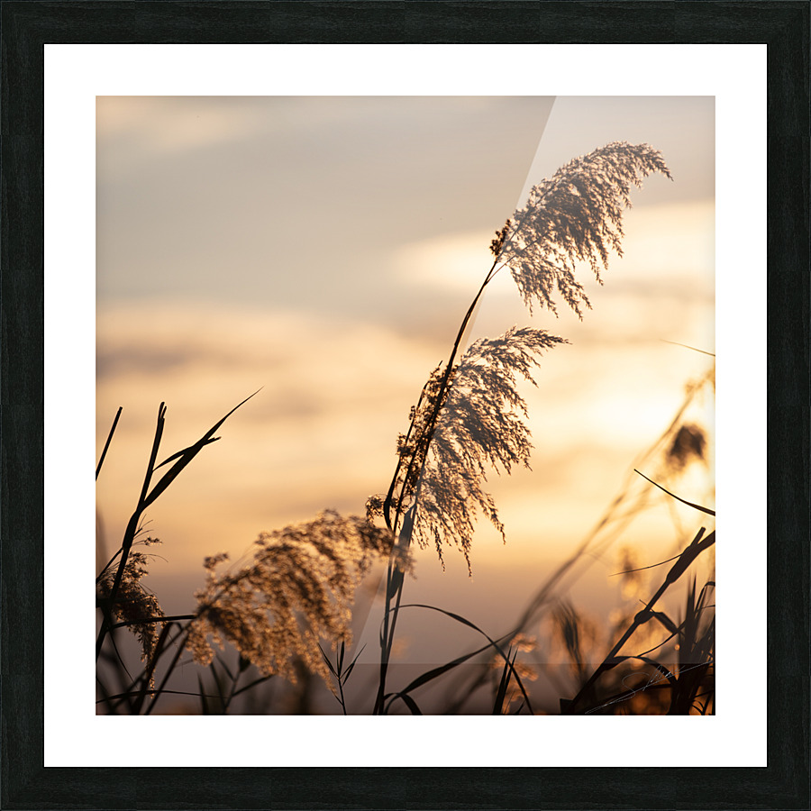 1185 - Sunset  Picture Frame print