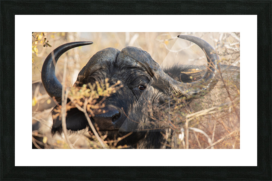1194 - Buffalo Picture Frame print