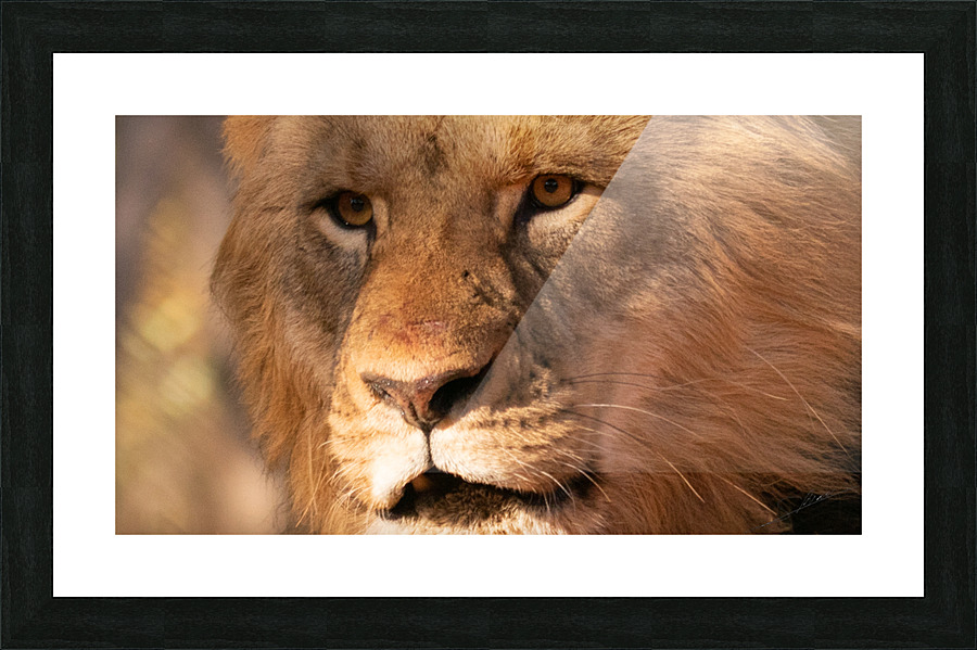 1191 - Lion Picture Frame print