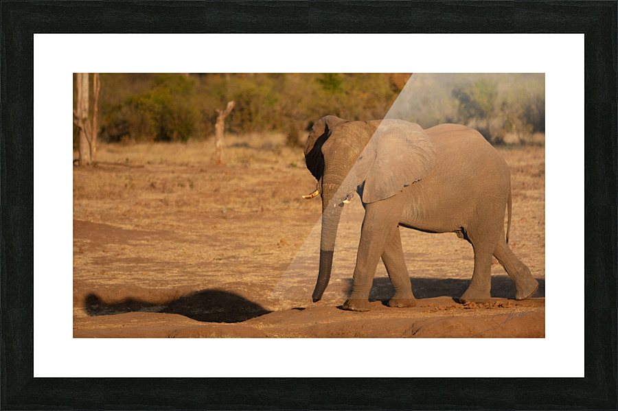 1182 - Elephant  Picture Frame print