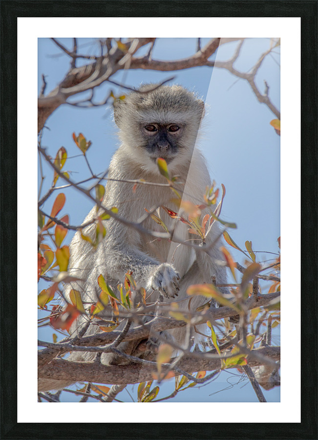 1620 - Vervet Monkey Picture Frame print