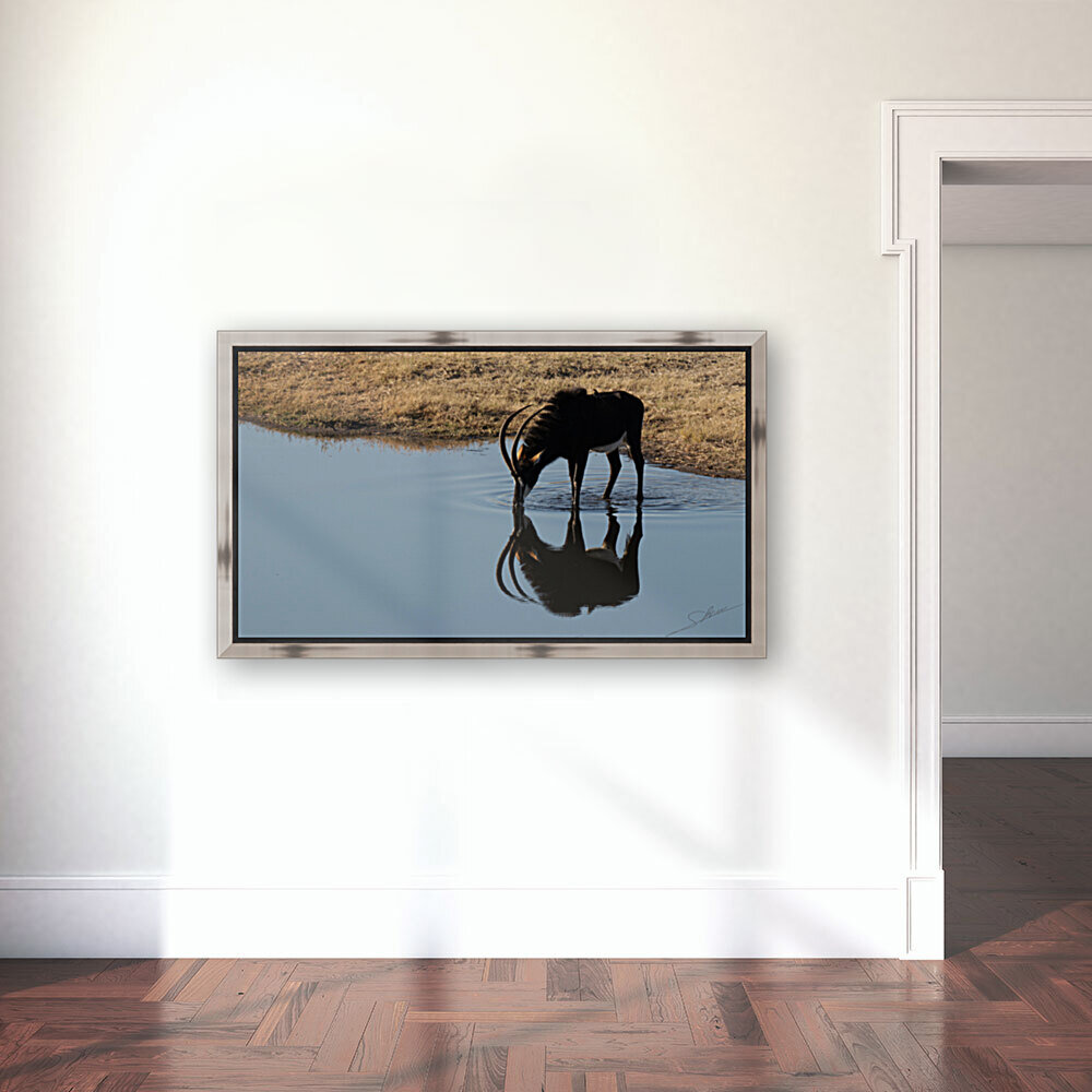 1105 - Sable antelope  Reproduction