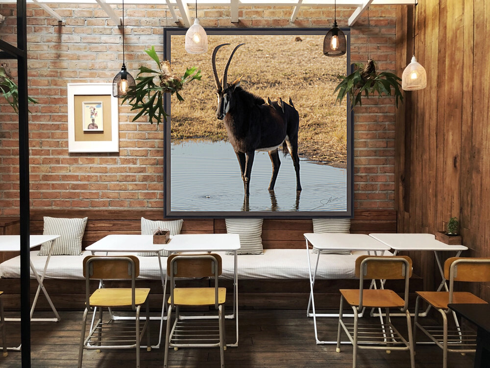 1106 - Sable antelope Reproduction