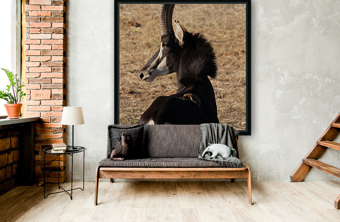 1109 - Sable antelope Reproduction