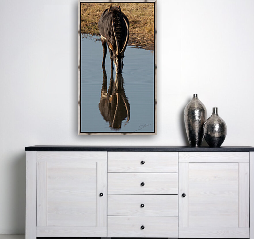 1108 - Sable antelope Reproduction