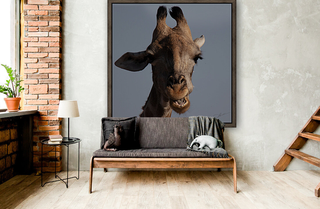 1097 - Giraffe Reproduction
