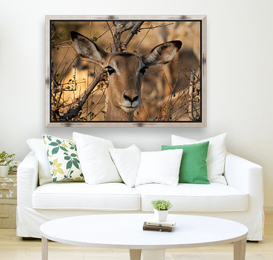 1177 - Impala  Reproduction