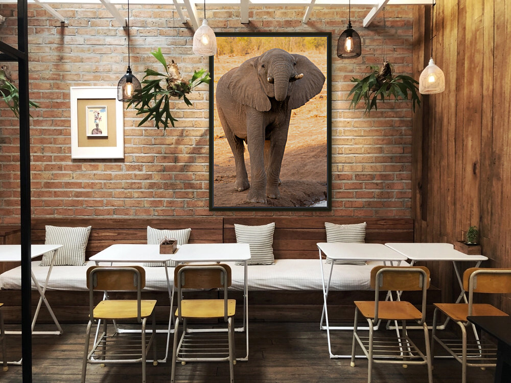 1184 - Young elephant Reproduction