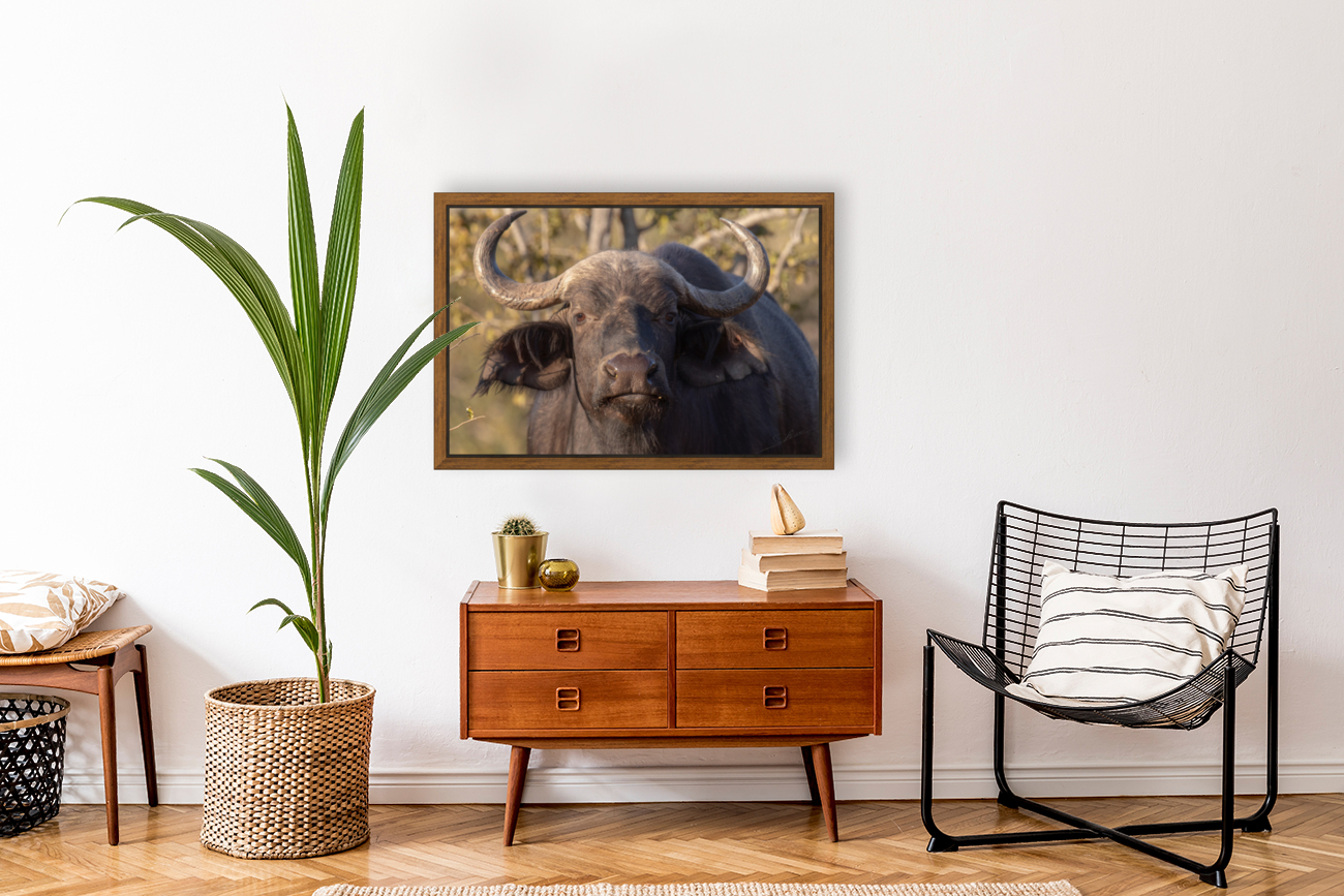 1150 - Buffalo Reproduction