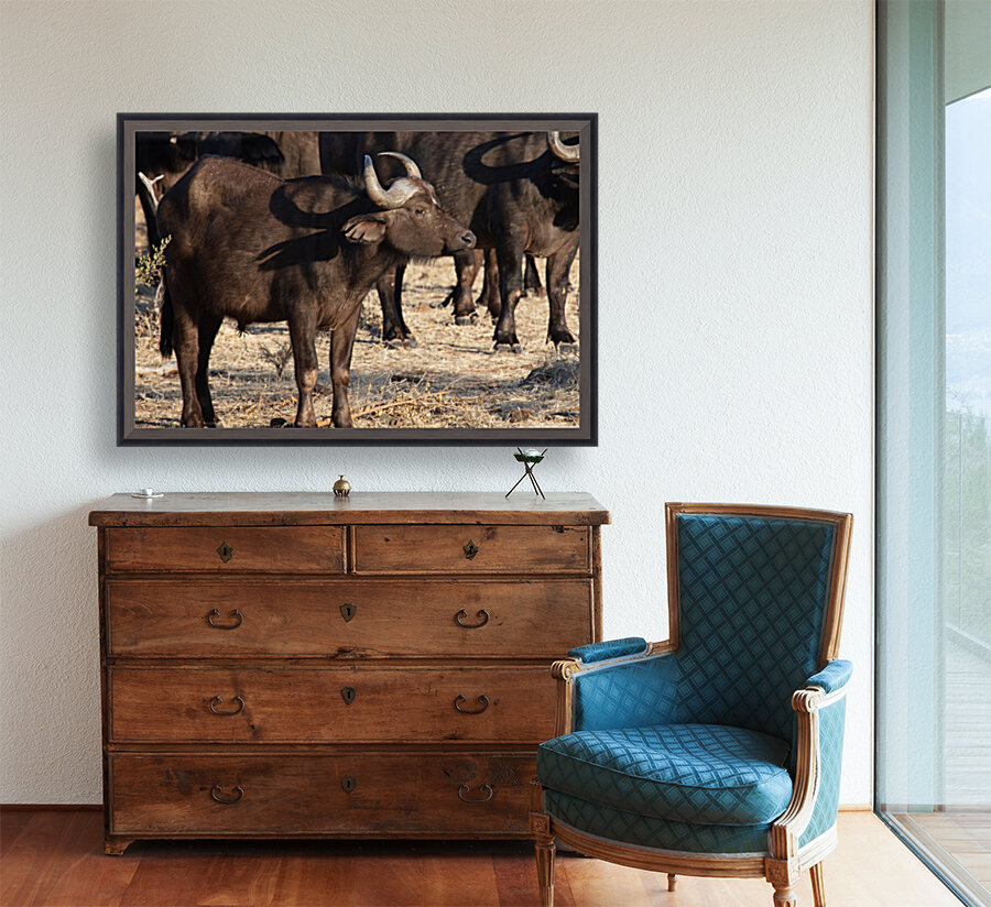1164 - Buffalo  Reproduction