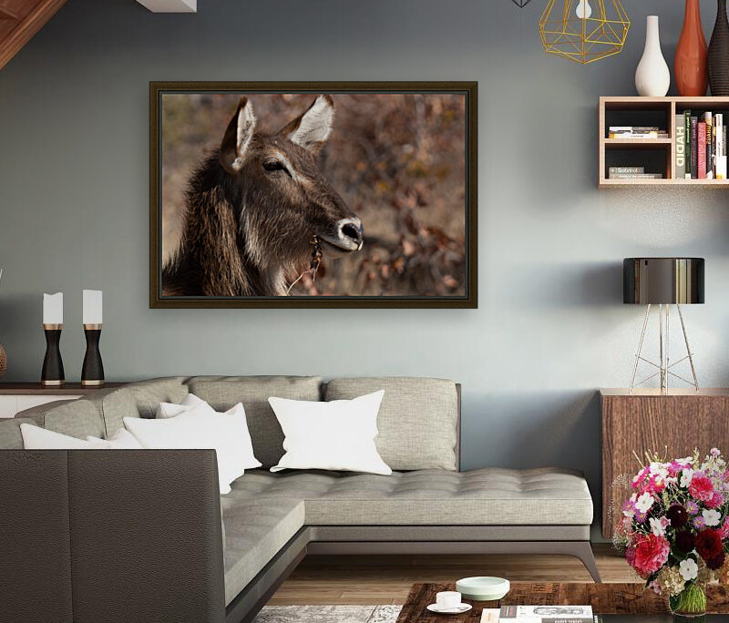 1175 - Waterbuck Reproduction