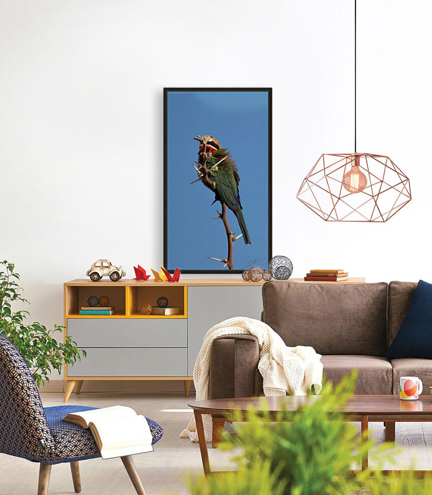 1186 - Bee-eater  Reproduction