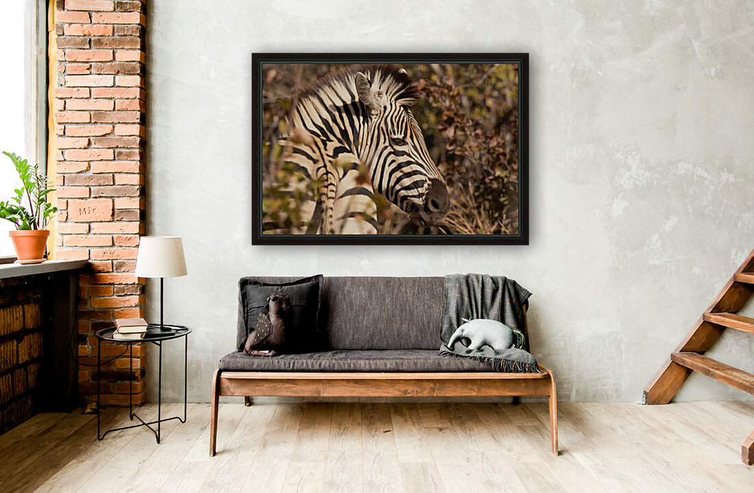 1174 - Zebra  Reproduction