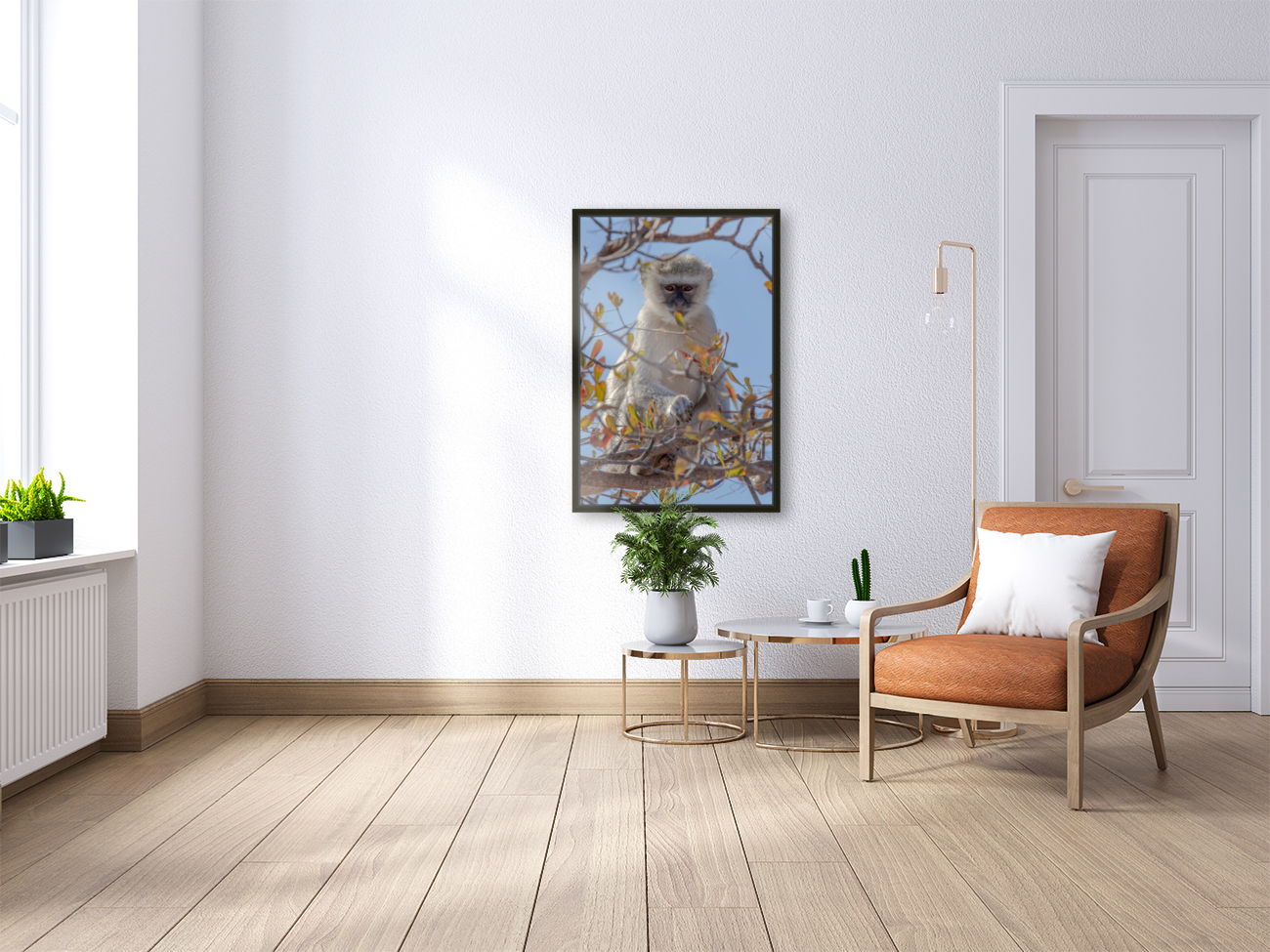 1620 - Vervet Monkey Reproduction