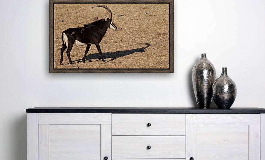1110 - Sable antelope by Claude Riou