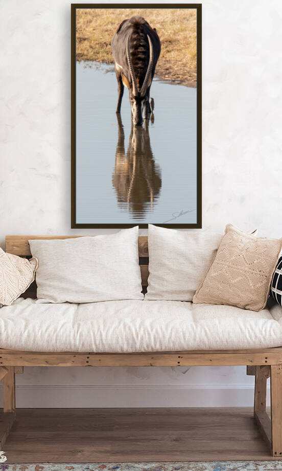 1107 - Sable antelope by Claude Riou