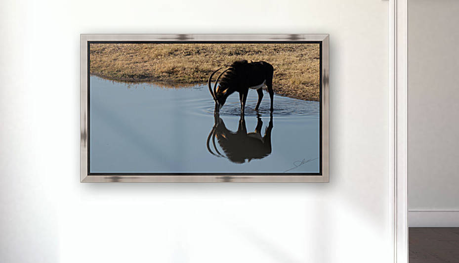 1105 - Sable antelope  by Claude Riou