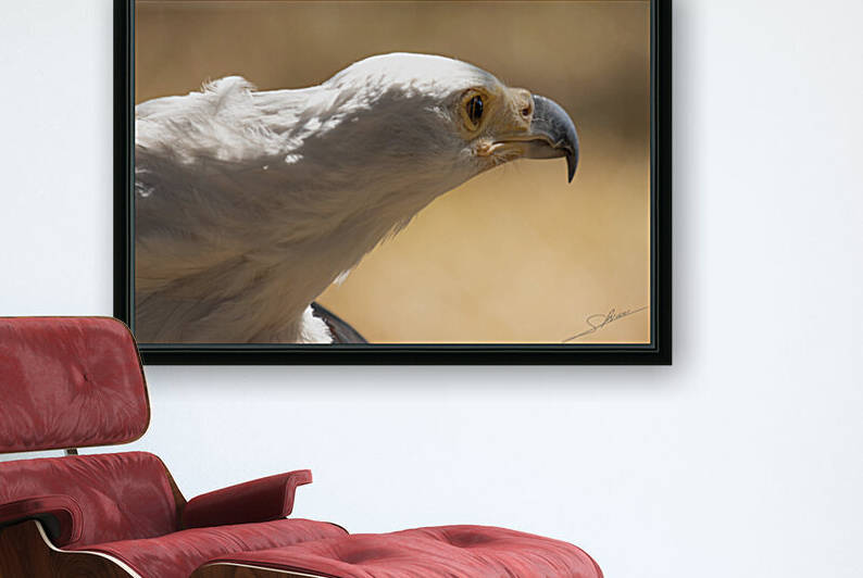 1094 - African fish eagle Reproduction