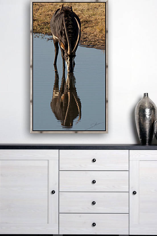 1108 - Sable antelope by Claude Riou