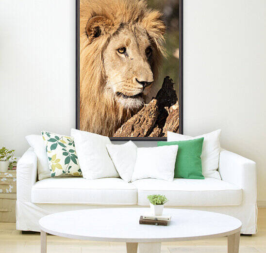 1102 - Lion portrait Reproduction