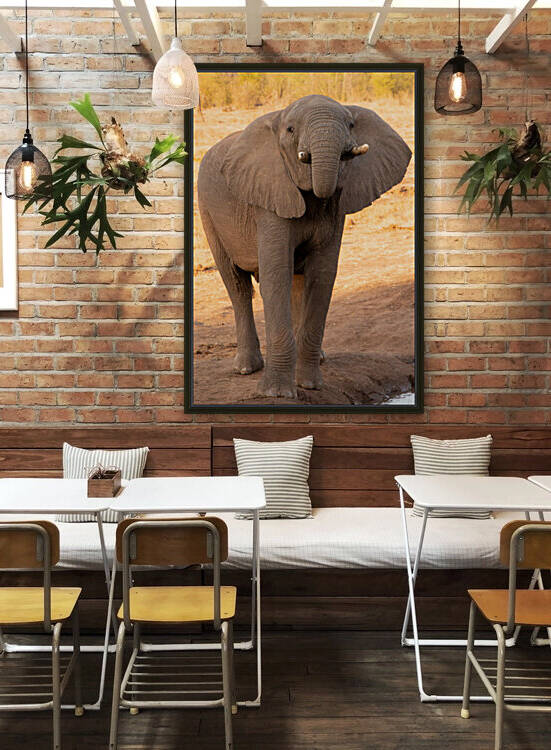 1184 - Young elephant Reproduction