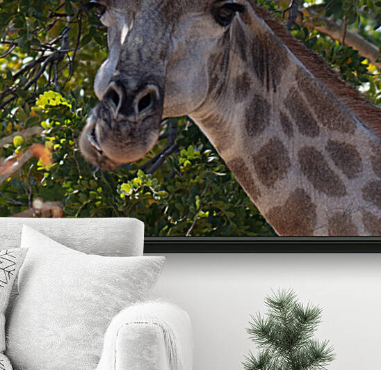1152 - Giraffe portrait  Reproduction