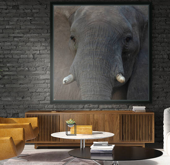 1195 - Elephant Portrait  Reproduction