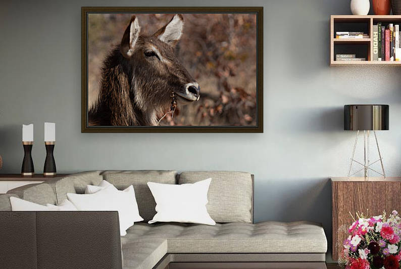 1175 - Waterbuck by Claude Riou