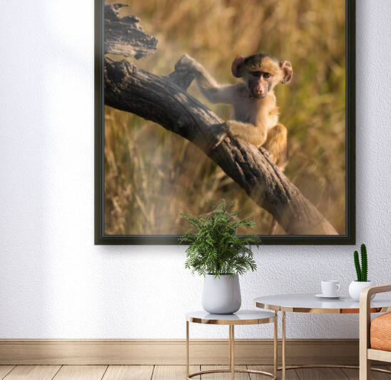 1187 - Young baboon by Claude Riou