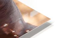 1130 - Working hands HD Metal print