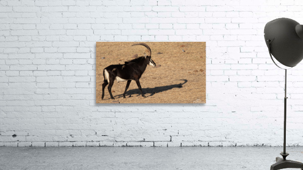 1110 - Sable antelope Wall Preview