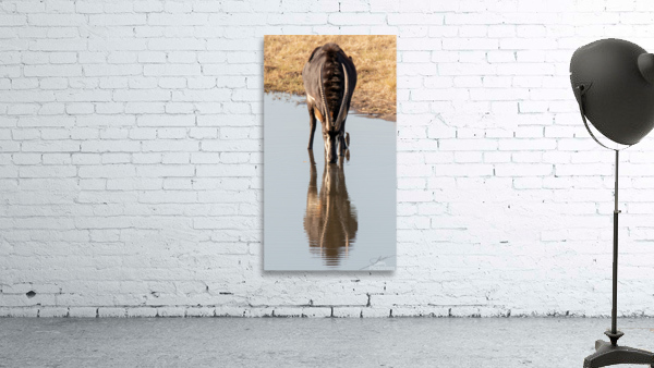 1107 - Sable antelope Wall Preview
