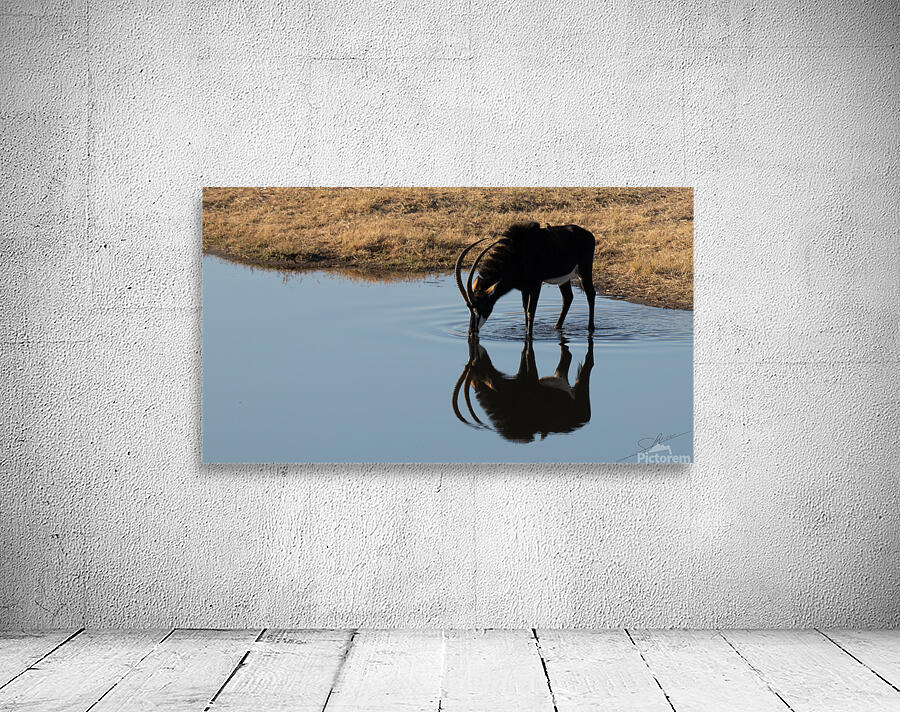 1105 - Sable antelope  Wall Preview