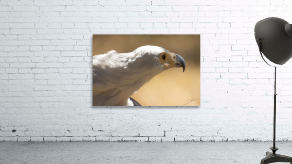 1094 - African fish eagle Wall Preview