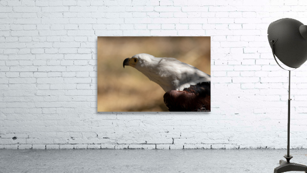 1093 - African fish eagle Wall Preview