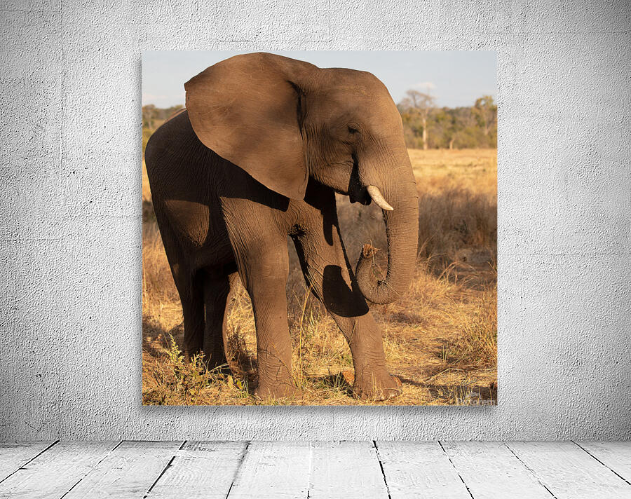 1119 - Elephant Wall Preview