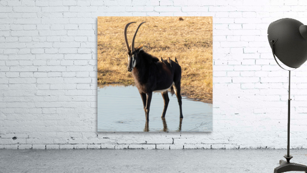 1106 - Sable antelope Wall Preview