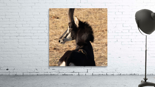 1109 - Sable antelope Wall Preview
